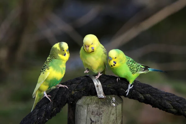 Renkli Muhabbet Kuşlarının Manzaralı Papağanları — Stok fotoğraf