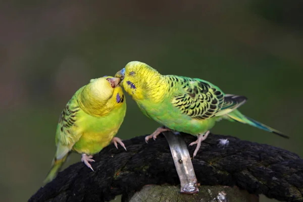 Scenic View Colorful Budgerigar Parrots — Stock Photo, Image