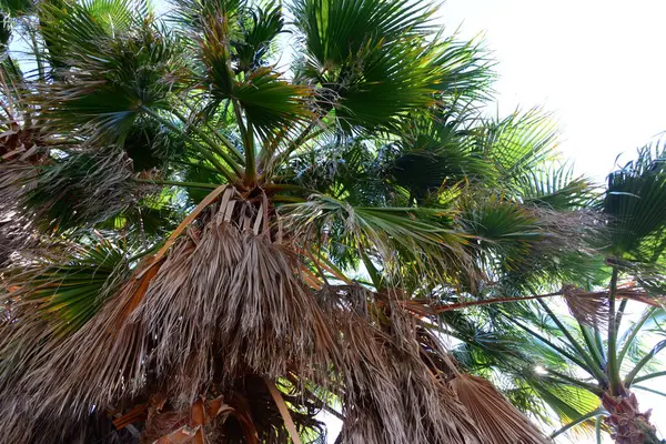 Palm Levelek Spanyolországban Másolás Hely — Stock Fotó