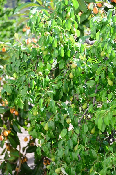 Pear Trees Spain — Stock fotografie