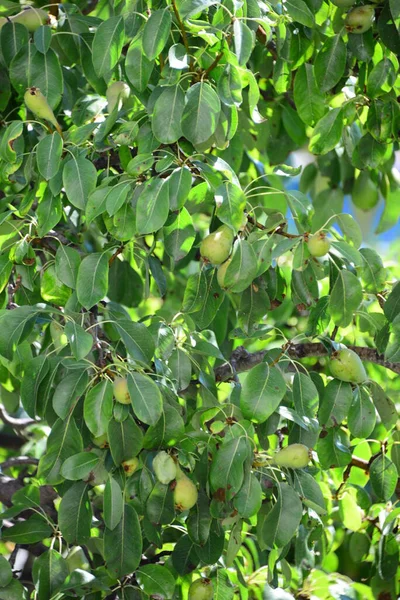 スペインの梨の木 — ストック写真