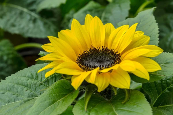 Желтые Лепестки Подсолнечника Флора — стоковое фото