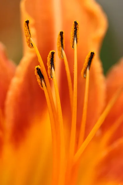 Güzel Botanik Bitkileri Lily Çiçek Yaprakları — Stok fotoğraf