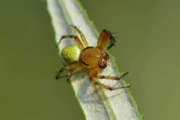 葉の上に小さなカボチャのクモ — ストック写真