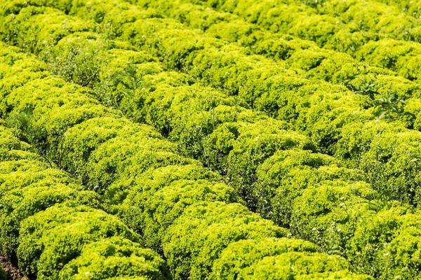 Campo Ensaladas Con Lollo Bianco Cultivo Agrícola Ensalada Hojas —  Fotos de Stock