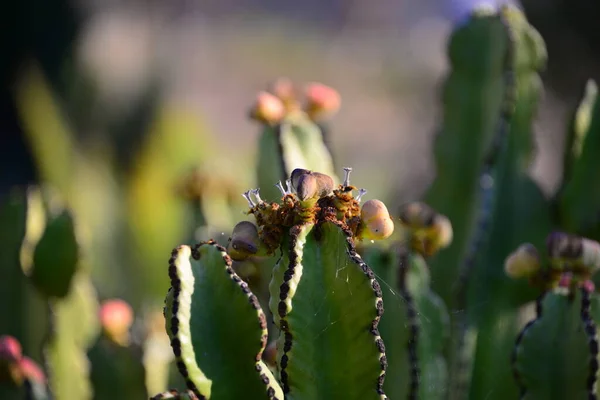 Kaktusznövény Szúrós Kaktusz Flóra — Stock Fotó