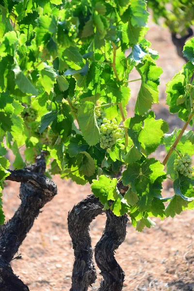 Agriculture Vignobles Grappes Rurales — Photo