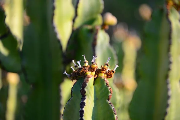 Kaktusväxt Taggig Kaktusflora — Stockfoto