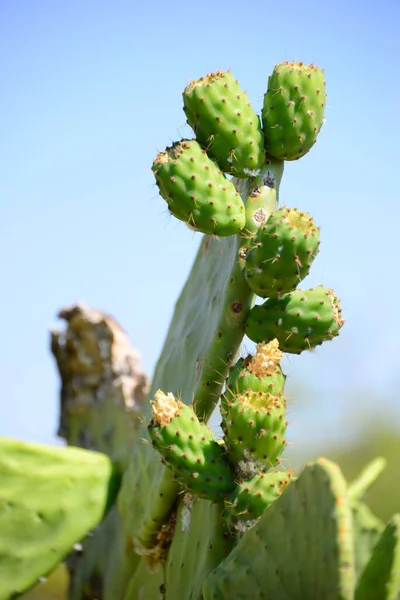 Planta Cactus Tropical Flora — Foto de Stock