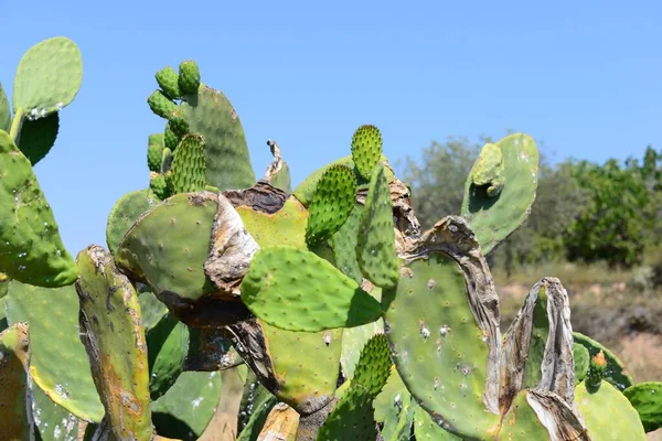 Tropikalna Roślina Kaktusowa Flora — Zdjęcie stockowe