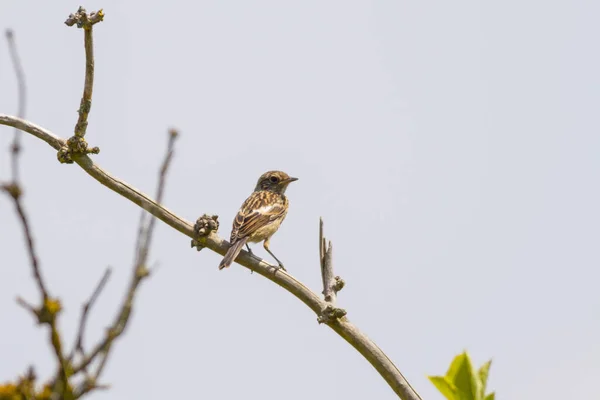 Jovem Blackthroat Senta Ramo — Fotografia de Stock