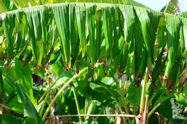 Banana Perene Espanha — Fotografia de Stock