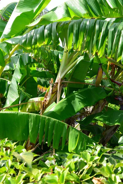 Plátano Perenne España —  Fotos de Stock