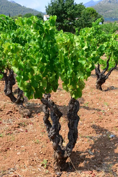 Raisin Vignoble Dans Agriculture Campagne — Photo