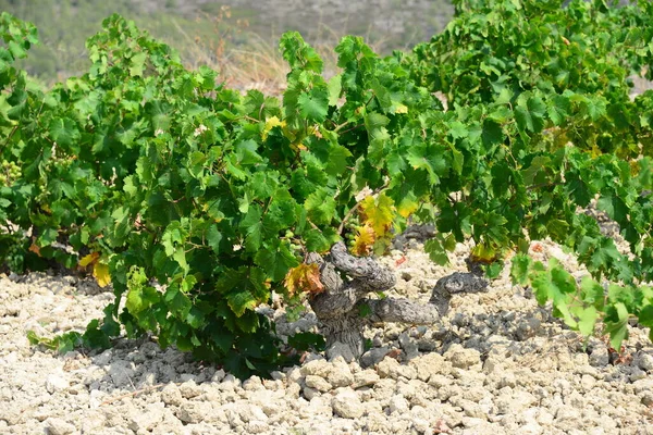 Raisin Vignoble Dans Agriculture Campagne — Photo