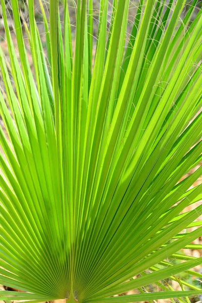 Liście Palmy Hiszpanii Przestrzeń Kopiowania — Zdjęcie stockowe