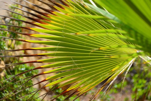 Feuilles Palmier Espagne Espace Copie — Photo