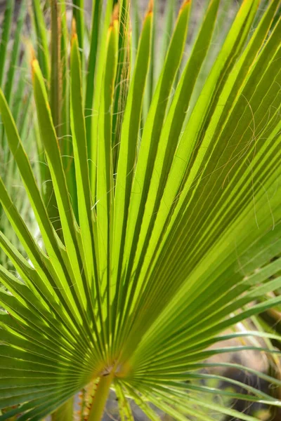 Palm Levelek Spanyolországban Másolás Hely — Stock Fotó