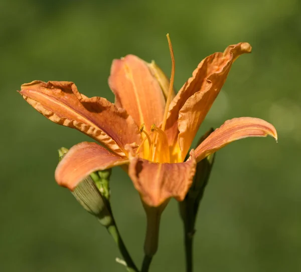 Piękna Roślinność Botaniczna Płatki Kwiatów Lilii — Zdjęcie stockowe