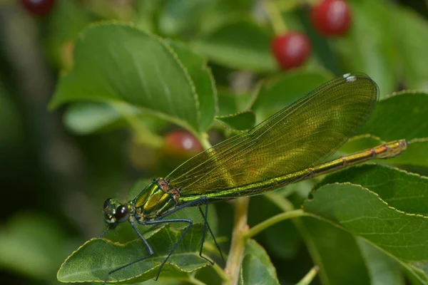 Odonata Yusufçuk Böceği Flora Fauna — Stok fotoğraf