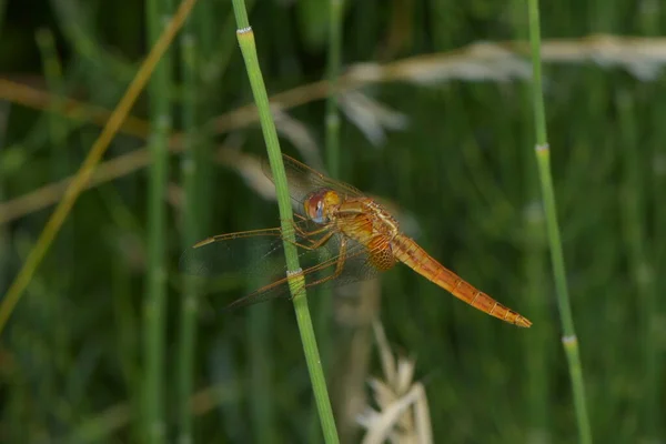 Odonata Стрекоза Насекомое Флора Фауна — стоковое фото