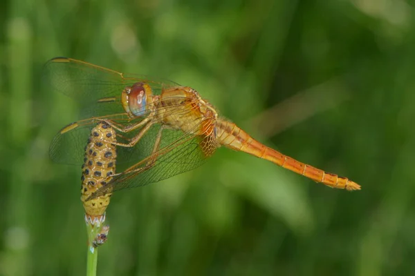 Odonata Inseto Libélula Flora Fauna — Fotografia de Stock