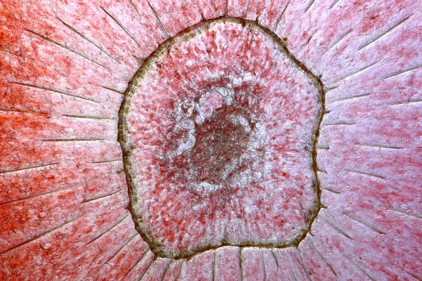 Detail Einer Dünnen Quer Geschnittenen Getrockneten Erdbeerscheibe Gegenlicht — Stockfoto