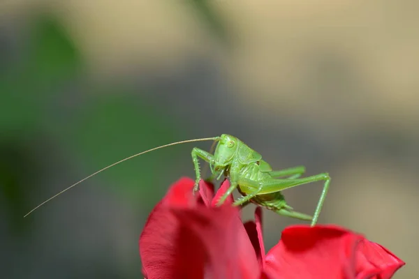 Saltamontes Sobre Hierba Verde — Foto de Stock