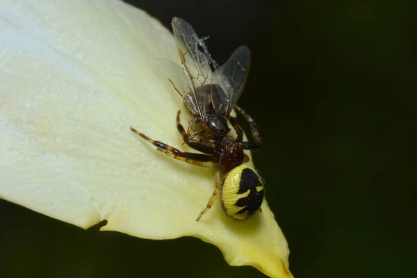 Südliche Krabbenspinne Fängt Ameisenkönigin Ein — Stockfoto