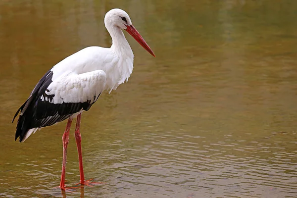 Белый Аист Ciconia Ciconia Мелководье — стоковое фото