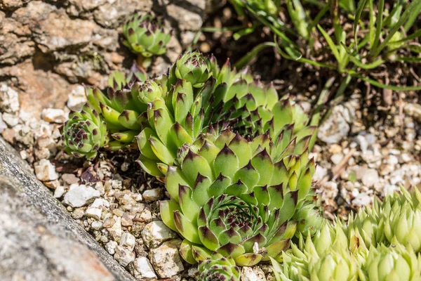 Houseroot Stenen Tuin — Stockfoto