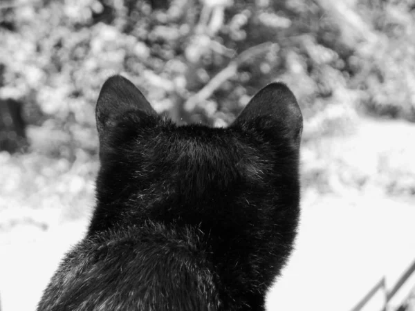 Gatinho Fofo Bonito — Fotografia de Stock