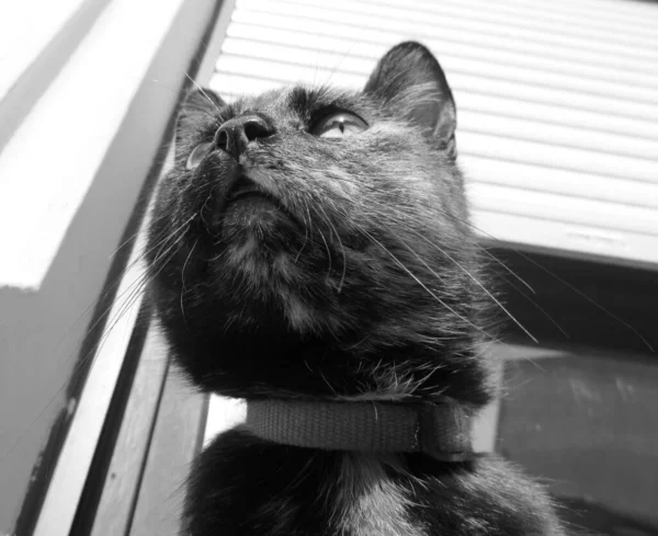 かわいいふわふわの猫 — ストック写真