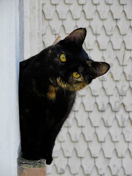 Niedliche Flauschige Kleine Katze — Stockfoto