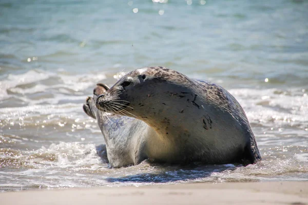 Sigillo Cono Sulla Spiaggia Helgoland — Foto Stock