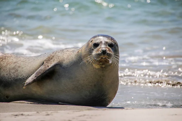 Kuželový Tuleň Pláži Helgoland — Stock fotografie