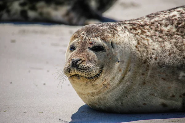 Phoque Cône Sur Plage Helgoland — Photo