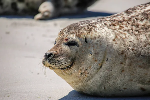 Sello Cono Playa Helgoland —  Fotos de Stock