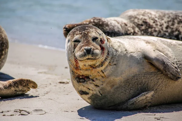 Kuželový Tuleň Pláži Helgoland — Stock fotografie