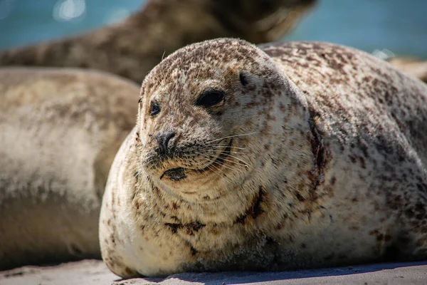 Phoque Cône Sur Plage Helgoland — Photo