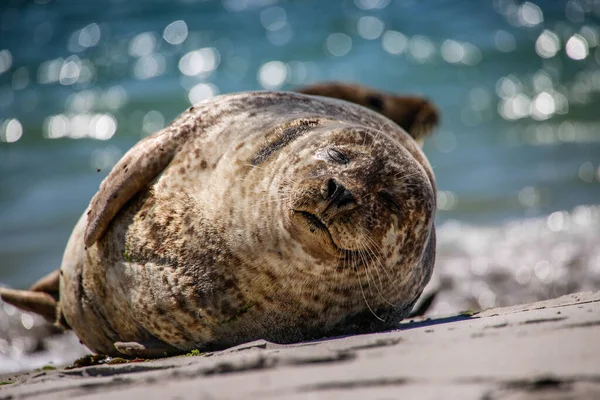 Helgoland Sahilinde Koni Foku — Stok fotoğraf