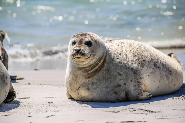 Helgoland Sahilinde Koni Foku — Stok fotoğraf