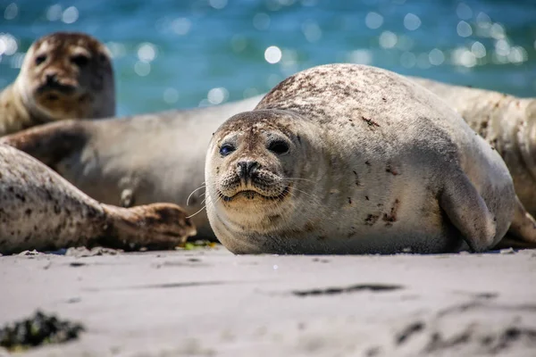 Cone Seal Het Strand Van Helgoland — Stockfoto