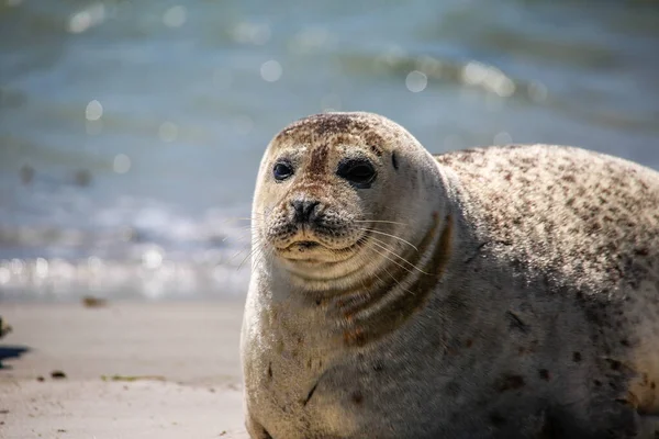 Pieczęć Stożkowa Plaży Helgoland — Zdjęcie stockowe