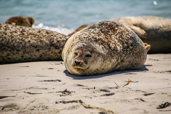 Phoque Cône Sur Plage Helgoland — Photo