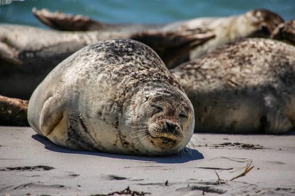 Phoque Cône Sur Plage Helgoland — Photo