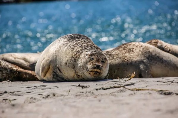 Helgoland Sahilinde Koni Foku — Stok fotoğraf