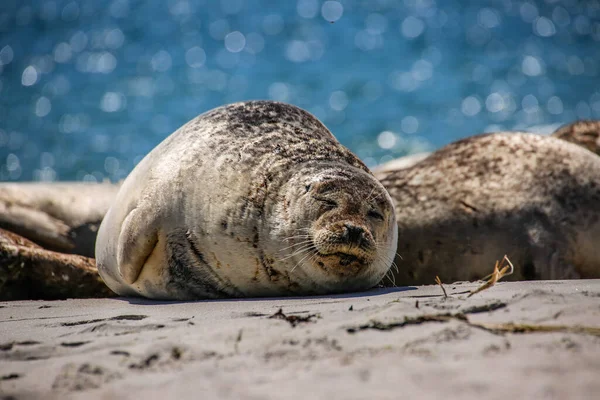 Cone Seal Het Strand Van Helgoland — Stockfoto