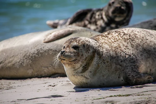 Cone Seal Het Strand Van Helgoland — Stockfoto