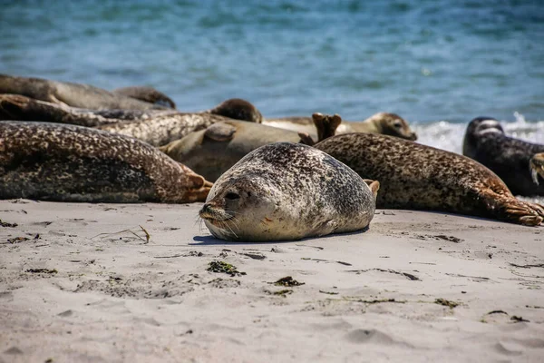 Cone Seal Het Strand Van Helgoland — Stockfoto